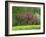 Trees in Blossom in Farmland in the Seine Valley, Eure, Basse Normandie, France, Europe-David Hughes-Framed Photographic Print