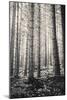 Trees in Dark and Spooky Forest. Wilderness with No People-Coverzoo-Mounted Photographic Print