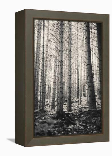 Trees in Dark and Spooky Forest. Wilderness with No People-Coverzoo-Framed Premier Image Canvas