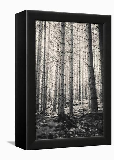 Trees in Dark and Spooky Forest. Wilderness with No People-Coverzoo-Framed Premier Image Canvas