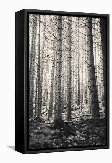 Trees in Dark and Spooky Forest. Wilderness with No People-Coverzoo-Framed Premier Image Canvas