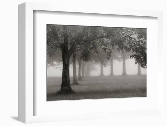 Trees In Early Autumn-Nicholas Bell-Framed Photographic Print