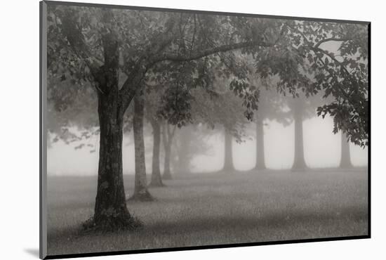 Trees In Early Autumn-Nicholas Bell-Mounted Photographic Print