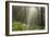 Trees in English Woodland-David Baker-Framed Photographic Print