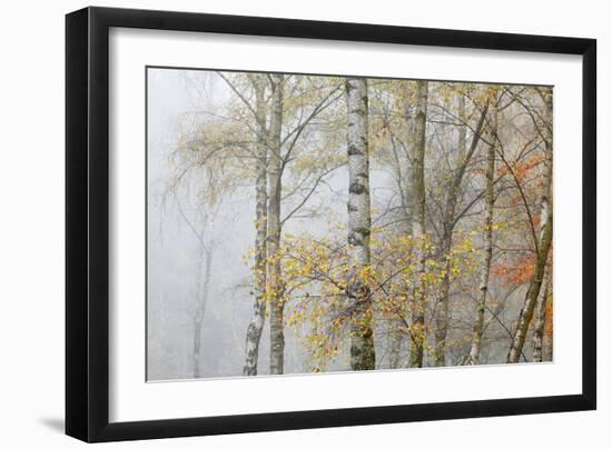 Trees in English Woodland-David Baker-Framed Photographic Print