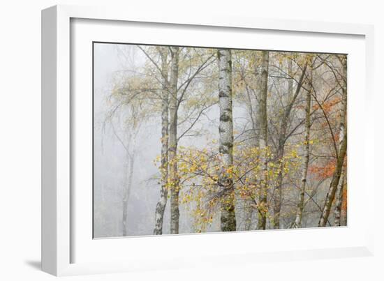 Trees in English Woodland-David Baker-Framed Photographic Print