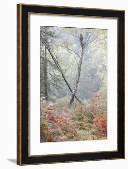 Trees in English Woodland-David Baker-Framed Photographic Print