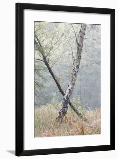 Trees in English Woodland-David Baker-Framed Photographic Print