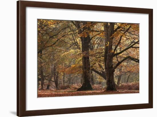 Trees in English Woodland-David Baker-Framed Photographic Print