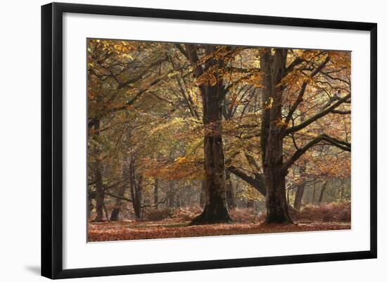 Trees in English Woodland-David Baker-Framed Photographic Print