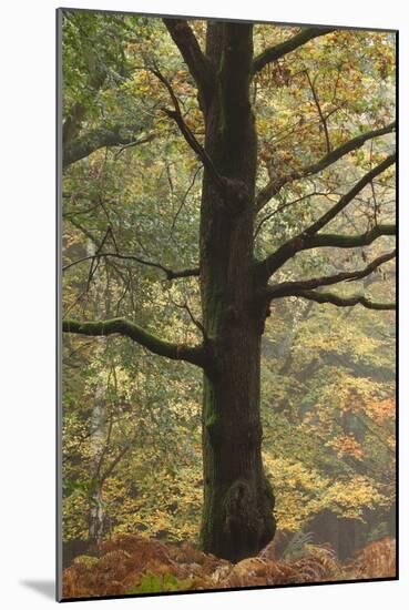 Trees in English Woodland-David Baker-Mounted Photographic Print