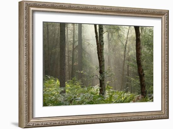 Trees in English Woodland-David Baker-Framed Photographic Print