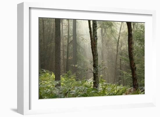 Trees in English Woodland-David Baker-Framed Photographic Print