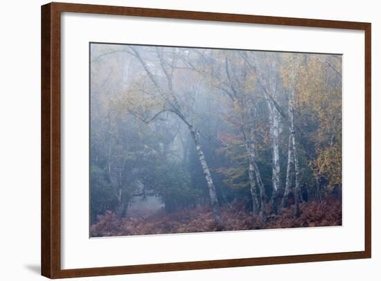 Trees in English Woodland-David Baker-Framed Photographic Print