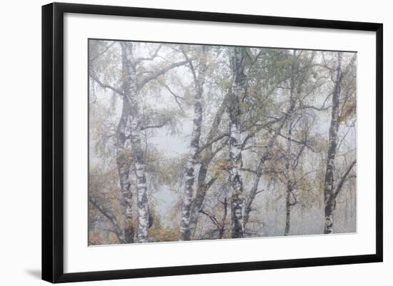 Trees in English Woodland-David Baker-Framed Photographic Print