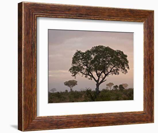 Trees in Fog at Dawn, Kruger National Park, South Africa, Africa-James Hager-Framed Photographic Print