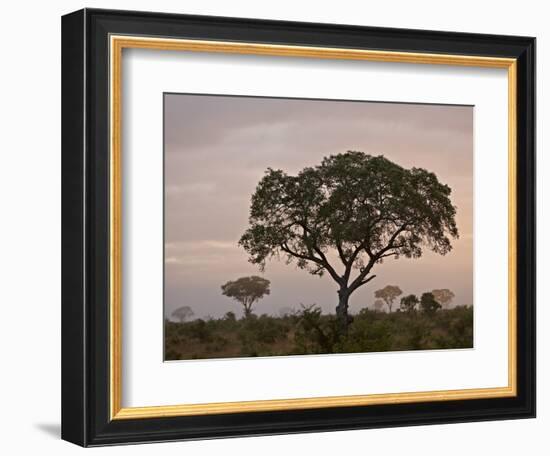 Trees in Fog at Dawn, Kruger National Park, South Africa, Africa-James Hager-Framed Photographic Print