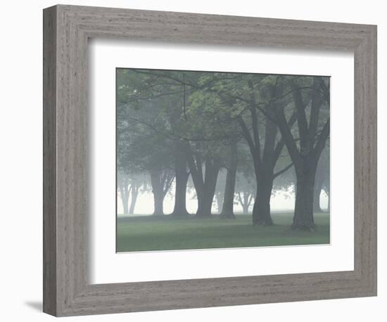 Trees in Fog, Louisville, Kentucky, USA-Adam Jones-Framed Photographic Print