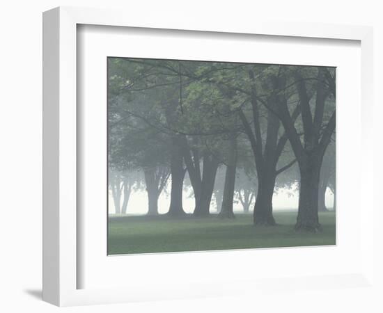 Trees in Fog, Louisville, Kentucky, USA-Adam Jones-Framed Photographic Print