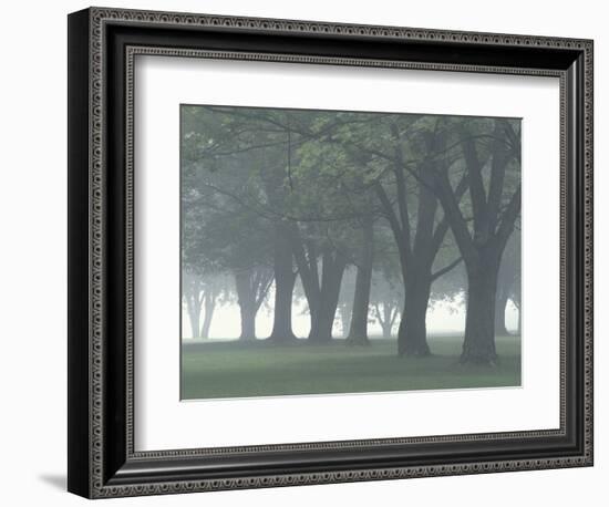 Trees in Fog, Louisville, Kentucky, USA-Adam Jones-Framed Photographic Print