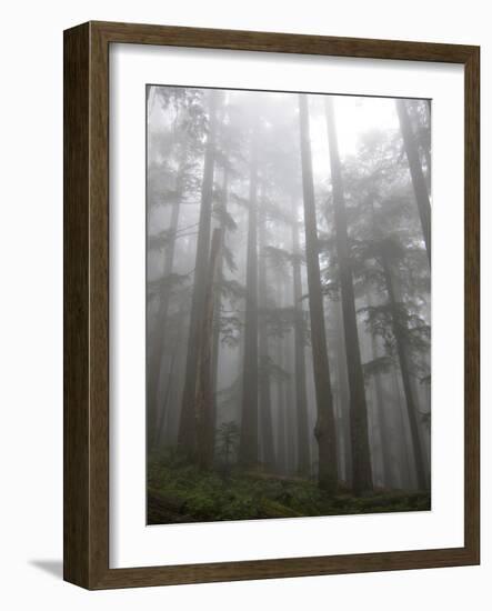 Trees in Fog, Mount Ellinore Trail, Olympic Peninsula, Washington, USA-Matt Freedman-Framed Photographic Print