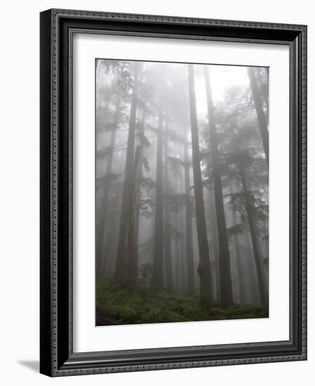 Trees in Fog, Mount Ellinore Trail, Olympic Peninsula, Washington, USA-Matt Freedman-Framed Photographic Print