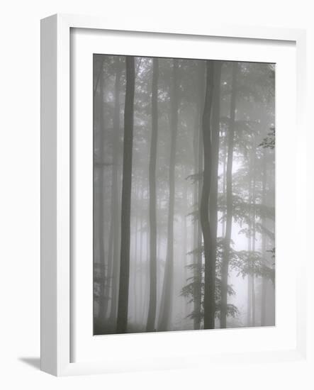 Trees in Fog, Saint-Jean-Pied-De-Port, Pyrenees Atlantique, France, Europe-Godong-Framed Photographic Print