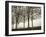 Trees in Fog VI-Jody Stuart-Framed Photographic Print