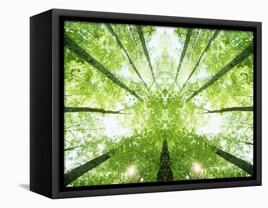 Trees in Forest Ascending-Robert Llewellyn-Framed Premier Image Canvas