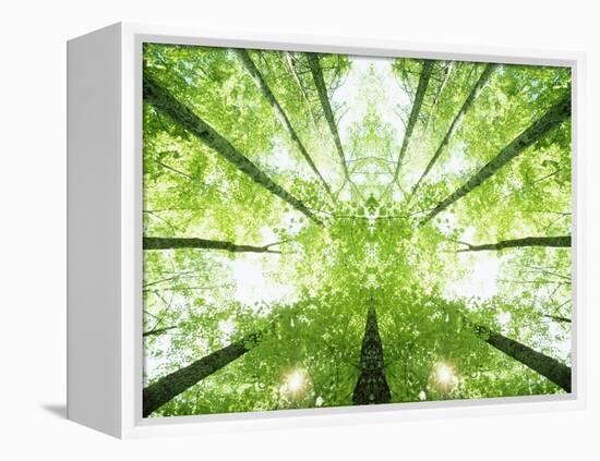 Trees in Forest Ascending-Robert Llewellyn-Framed Premier Image Canvas