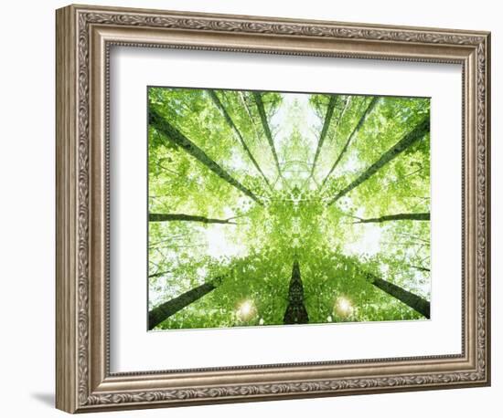 Trees in Forest Ascending-Robert Llewellyn-Framed Photographic Print