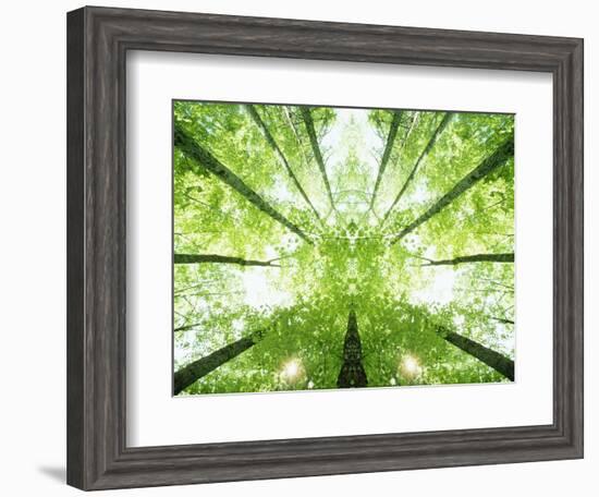 Trees in Forest Ascending-Robert Llewellyn-Framed Photographic Print