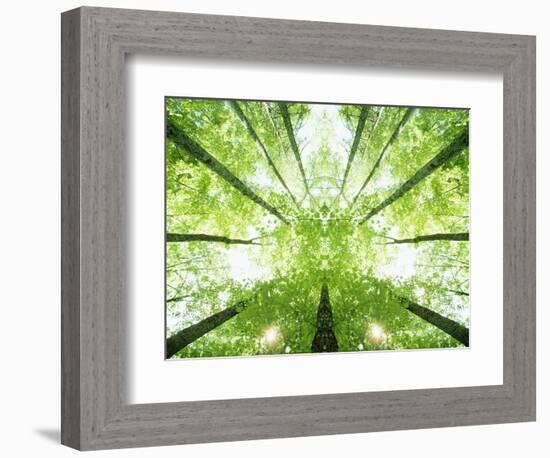 Trees in Forest Ascending-Robert Llewellyn-Framed Photographic Print