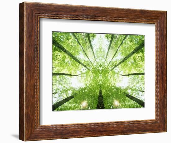 Trees in Forest Ascending-Robert Llewellyn-Framed Photographic Print