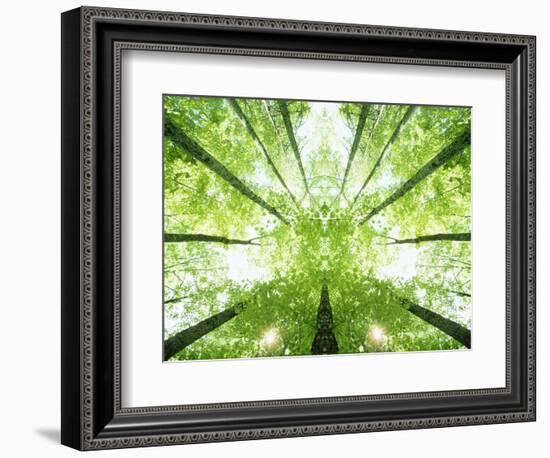 Trees in Forest Ascending-Robert Llewellyn-Framed Photographic Print