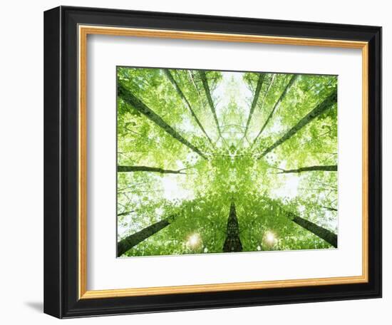 Trees in Forest Ascending-Robert Llewellyn-Framed Photographic Print