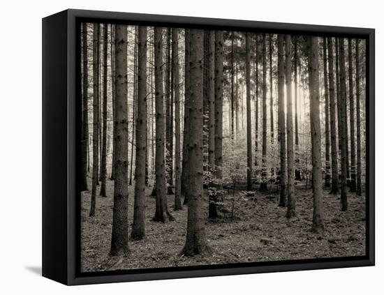 Trees in forest in autumn, Horb am Neckar, Baden-Wurttemberg, Germany-Panoramic Images-Framed Premier Image Canvas