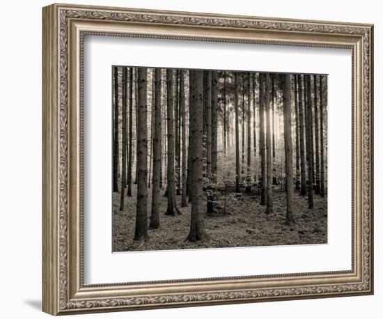 Trees in forest in autumn, Horb am Neckar, Baden-Wurttemberg, Germany-Panoramic Images-Framed Photographic Print