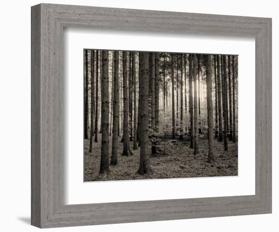 Trees in forest in autumn, Horb am Neckar, Baden-Wurttemberg, Germany-Panoramic Images-Framed Photographic Print