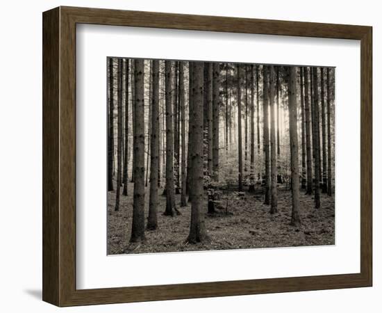 Trees in forest in autumn, Horb am Neckar, Baden-Wurttemberg, Germany-Panoramic Images-Framed Photographic Print