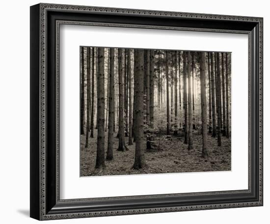 Trees in forest in autumn, Horb am Neckar, Baden-Wurttemberg, Germany-Panoramic Images-Framed Photographic Print