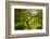Trees in Japanese Garden, Portland, Oregon, USA-Panoramic Images-Framed Photographic Print