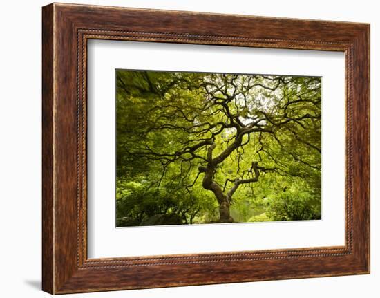 Trees in Japanese Garden, Portland, Oregon, USA-Panoramic Images-Framed Photographic Print