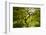 Trees in Japanese Garden, Portland, Oregon, USA-Panoramic Images-Framed Photographic Print