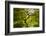 Trees in Japanese Garden, Portland, Oregon, USA-Panoramic Images-Framed Photographic Print