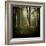 Trees in Mist at Dawn-David Baker-Framed Photographic Print