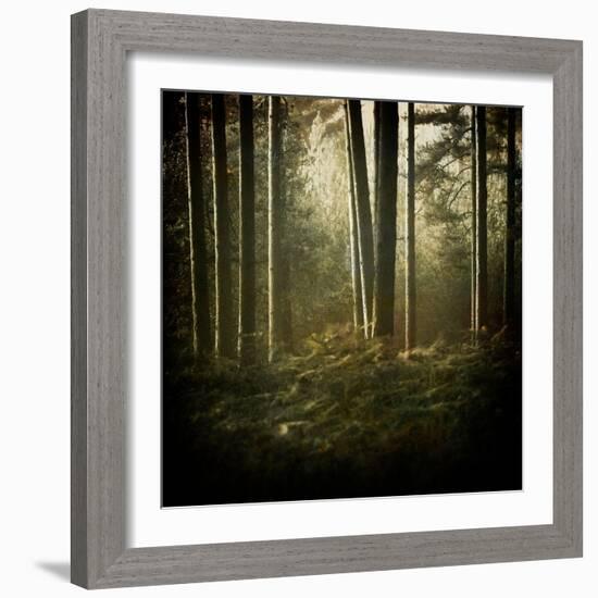 Trees in Mist at Dawn-David Baker-Framed Photographic Print