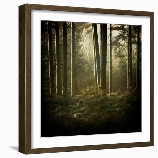 Trees in Mist at Dawn-David Baker-Framed Photographic Print