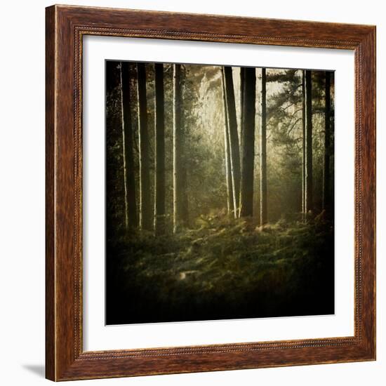 Trees in Mist at Dawn-David Baker-Framed Photographic Print