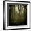 Trees in Mist at Dawn-David Baker-Framed Photographic Print